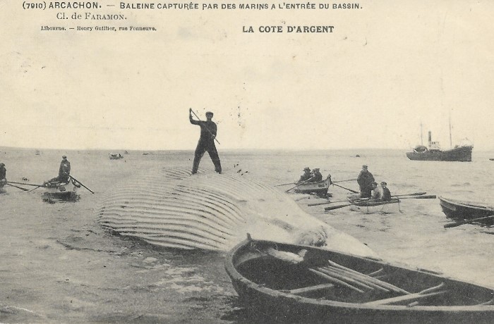 Baleine