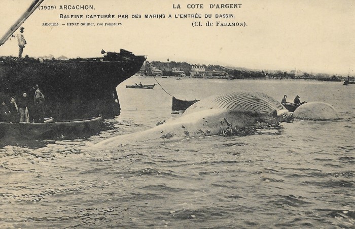 Baleine dans le Bassin