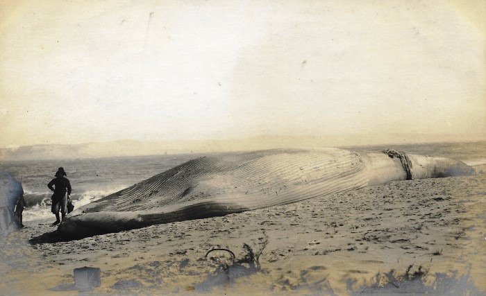 Baleine Bassin