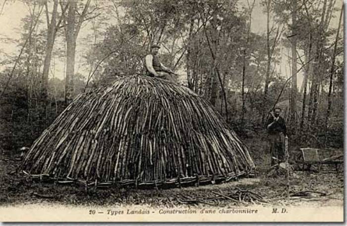 Charbonnière dans la forêt