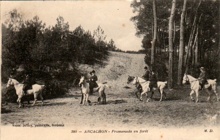 Equitation en forêt