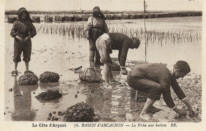 La pêche aux huîtres