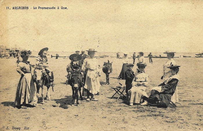 Les ânes sur la plage