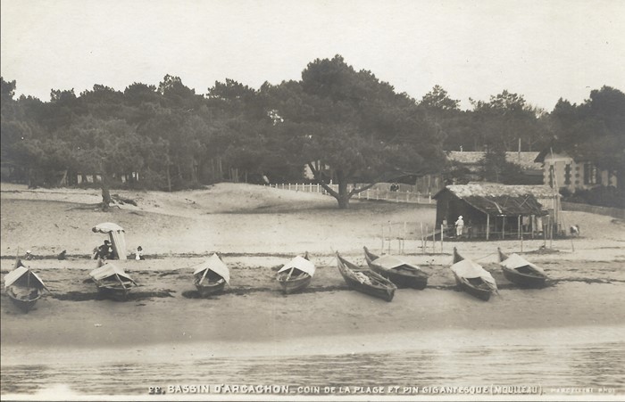 Le Grand Pin Moulleau