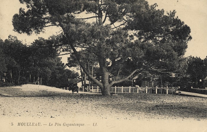 Le pin gigantesque Moulleau